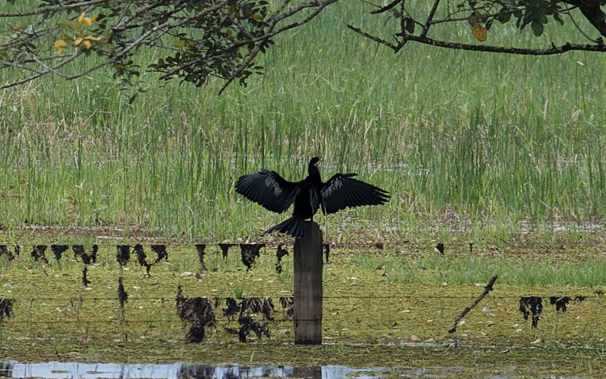 Anhinga - ML642935784