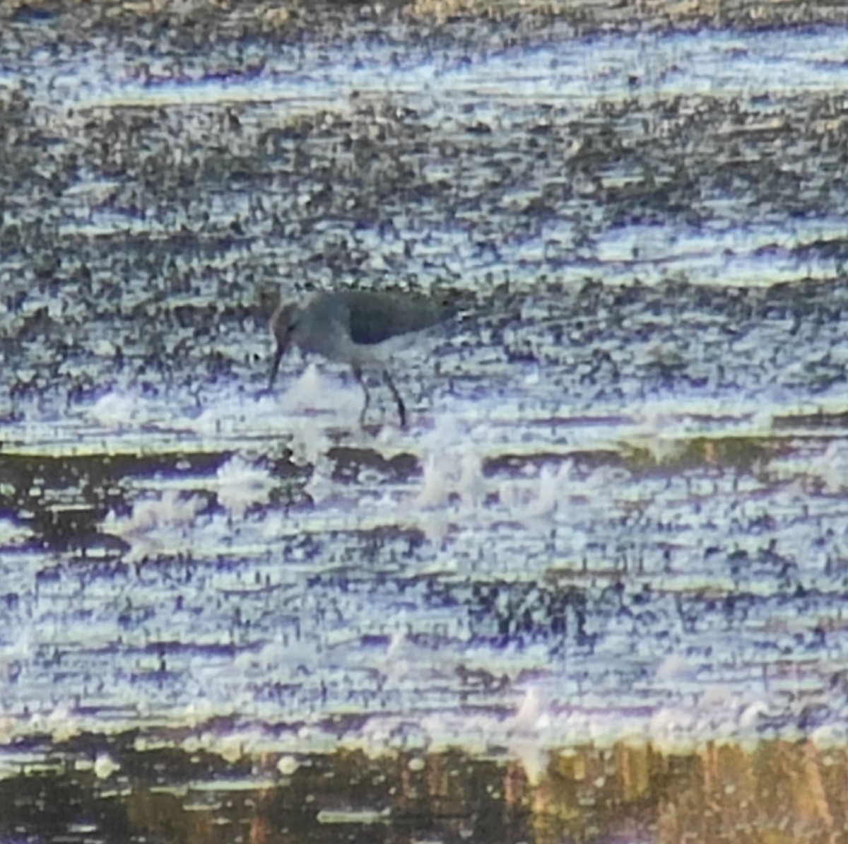 styltesnipe - ML642935785