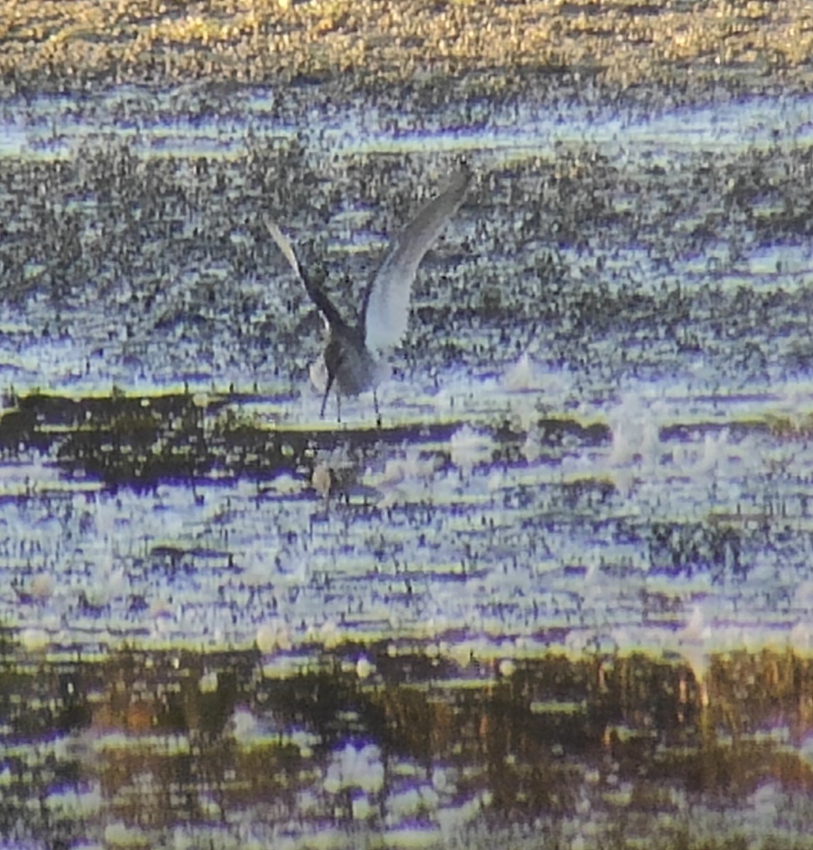 styltesnipe - ML642935786