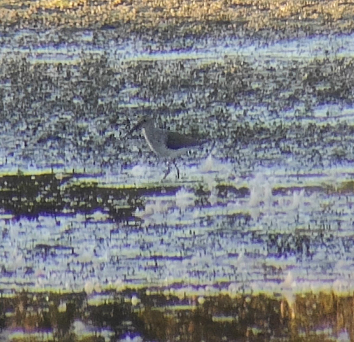 styltesnipe - ML642935787