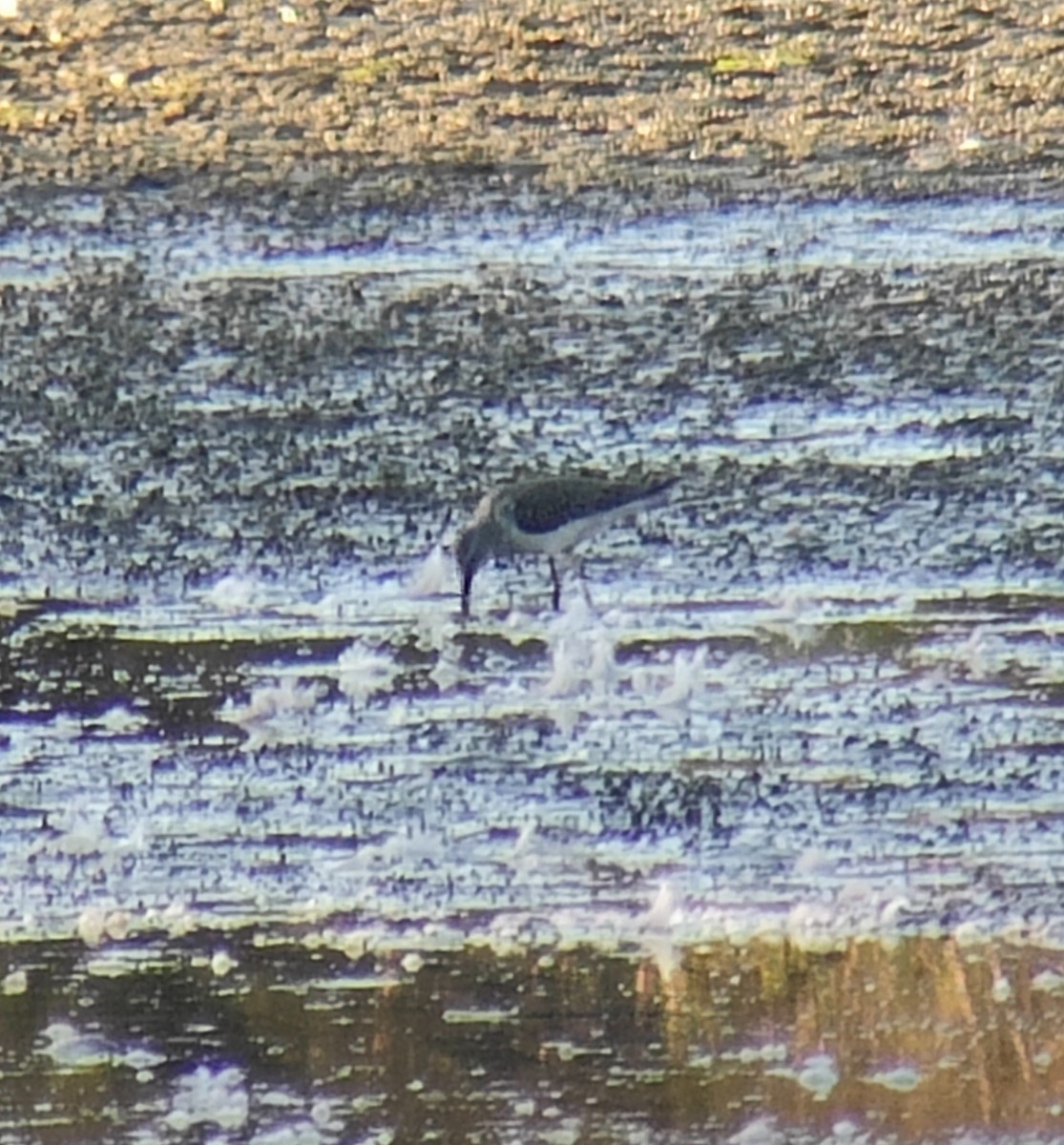 styltesnipe - ML642935788