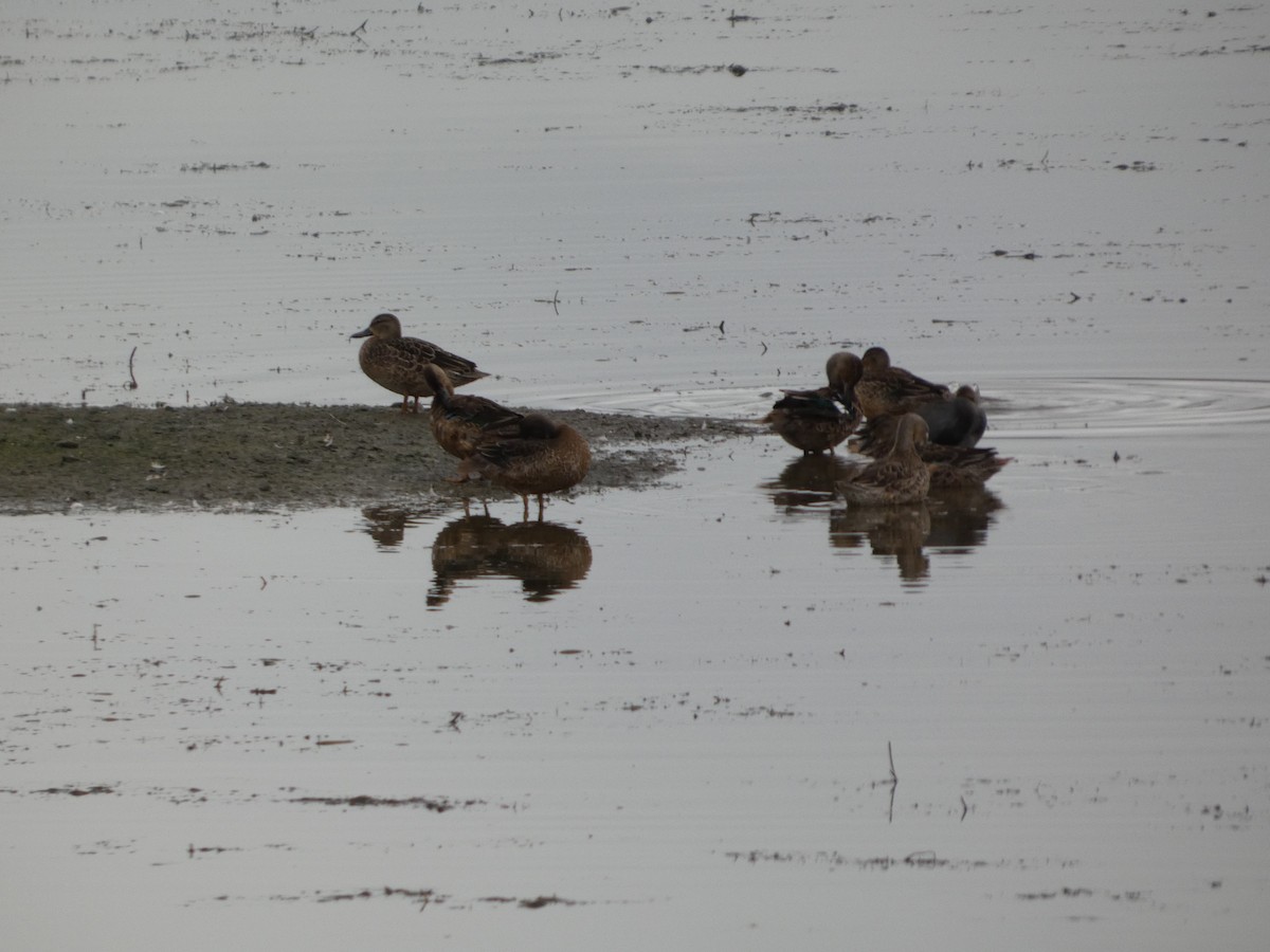 Blue-winged/Cinnamon Teal - ML642935789