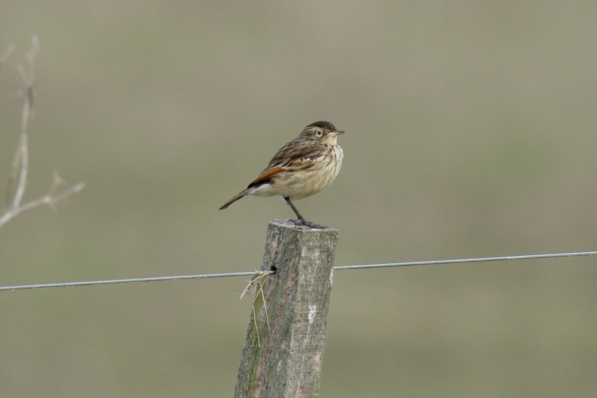 Spectacled Tyrant - ML642935790