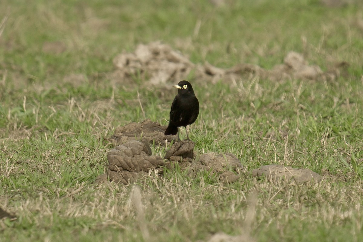 Spectacled Tyrant - ML642935793