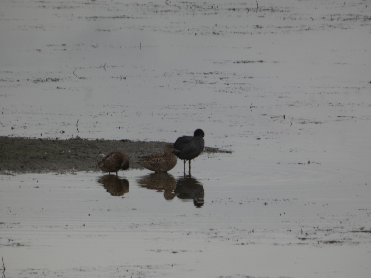 Blue-winged/Cinnamon Teal - ML642935799