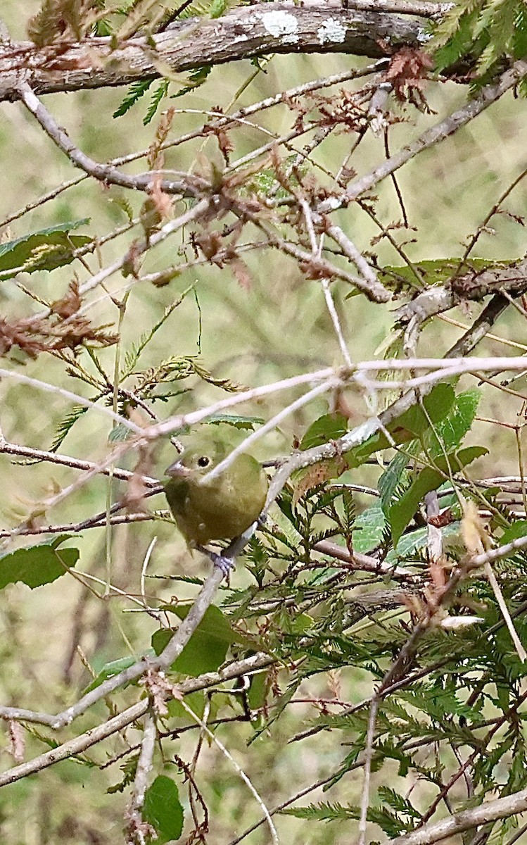 Painted Bunting - ML642935803