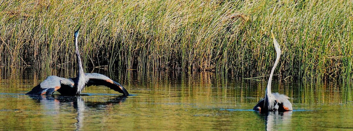 Great Blue Heron - ML642935805