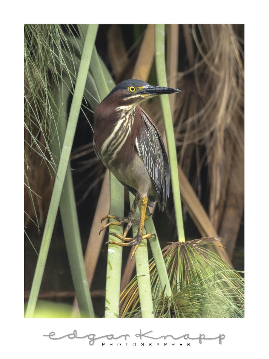 Green Heron - ML642935806