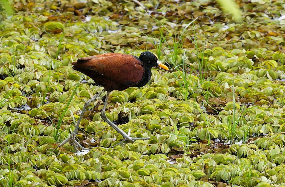 Northern Jacana - ML642935807