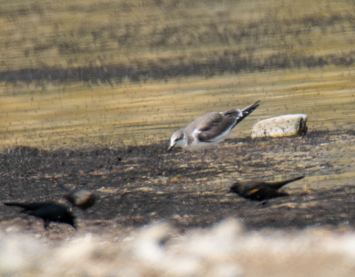 Sabine's Gull - ML642935810