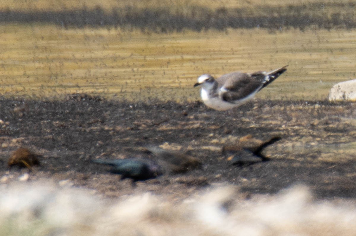 Sabine's Gull - ML642935811