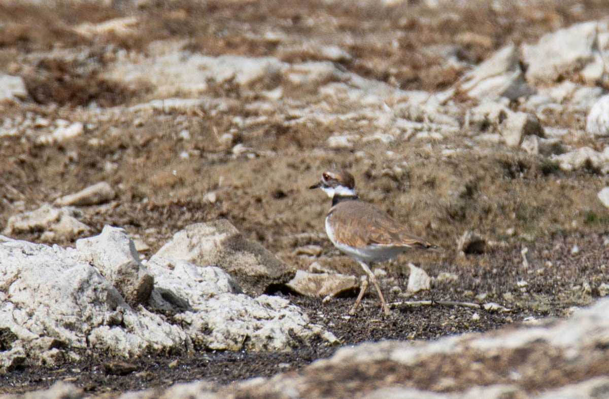 Sabine's Gull - ML642935812