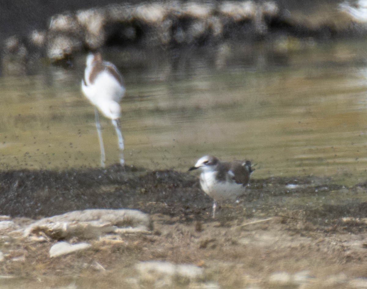 Sabine's Gull - ML642935813