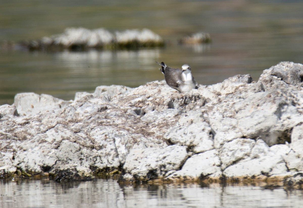 Sabine's Gull - ML642935814