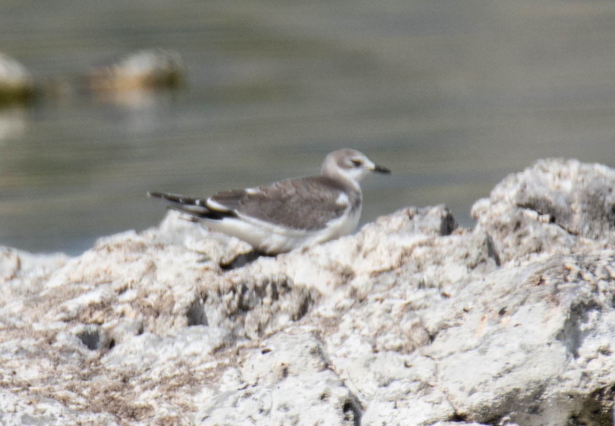 Sabine's Gull - ML642935815