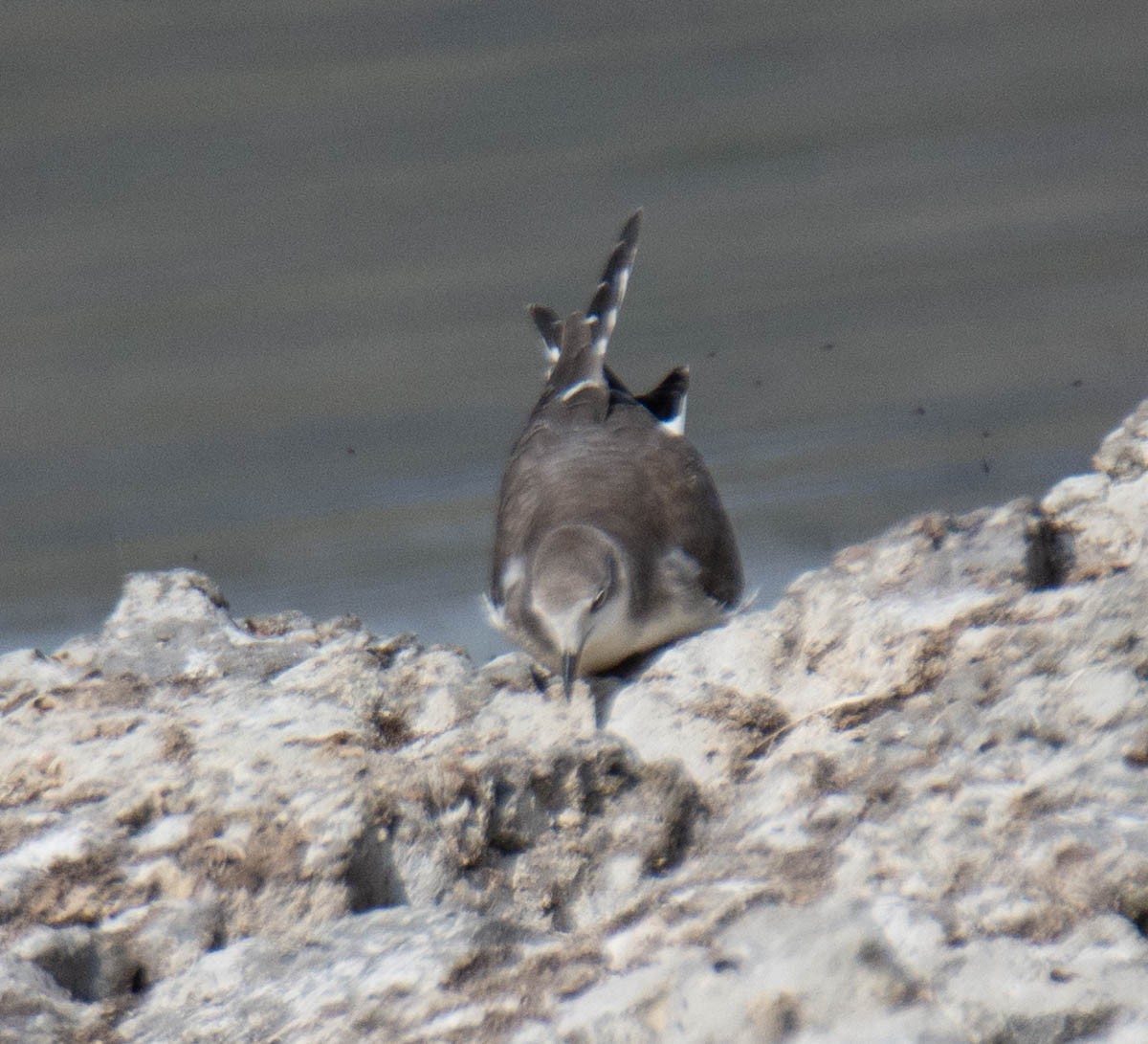 Sabine's Gull - ML642935816