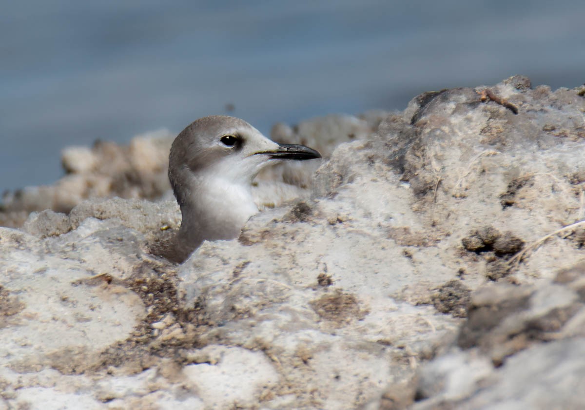 Sabine's Gull - ML642935817