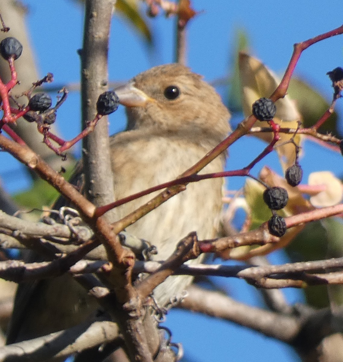 Indigo Bunting - ML642935833