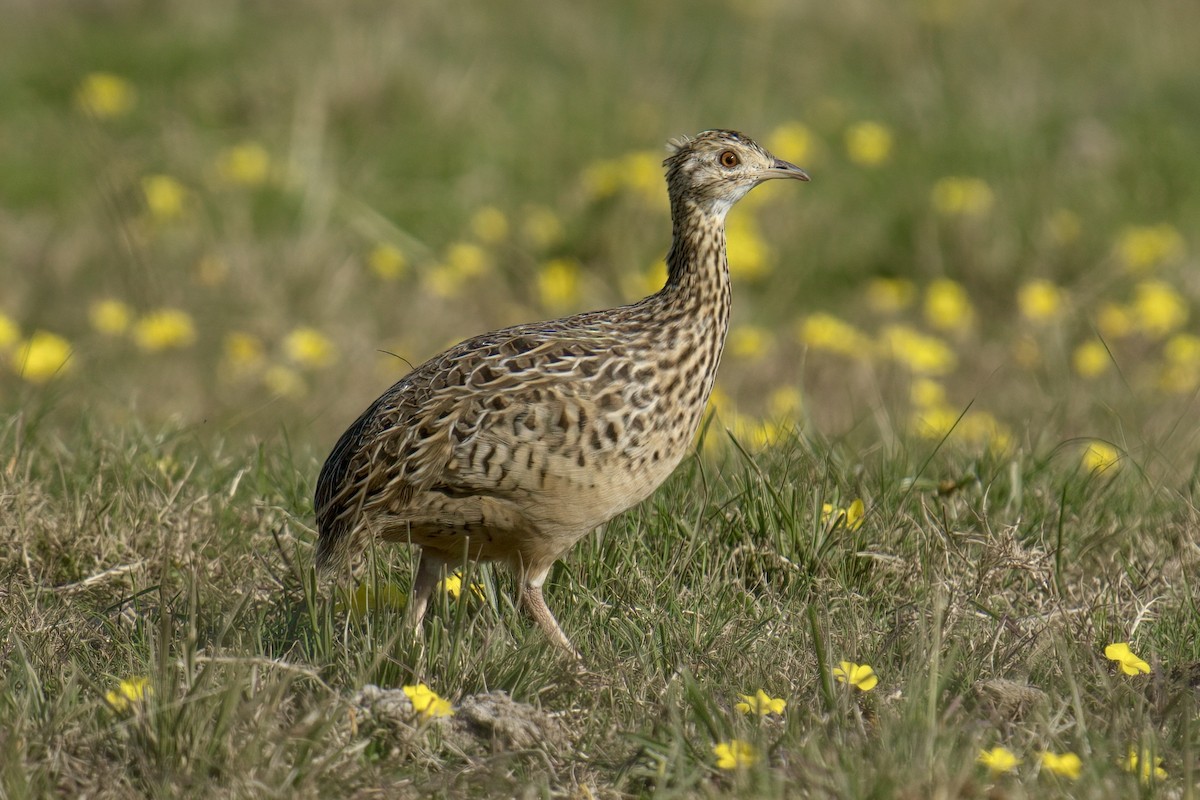 Spotted Nothura - ML642935839