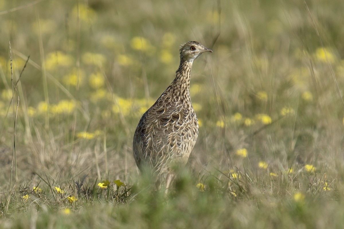Spotted Nothura - ML642935840