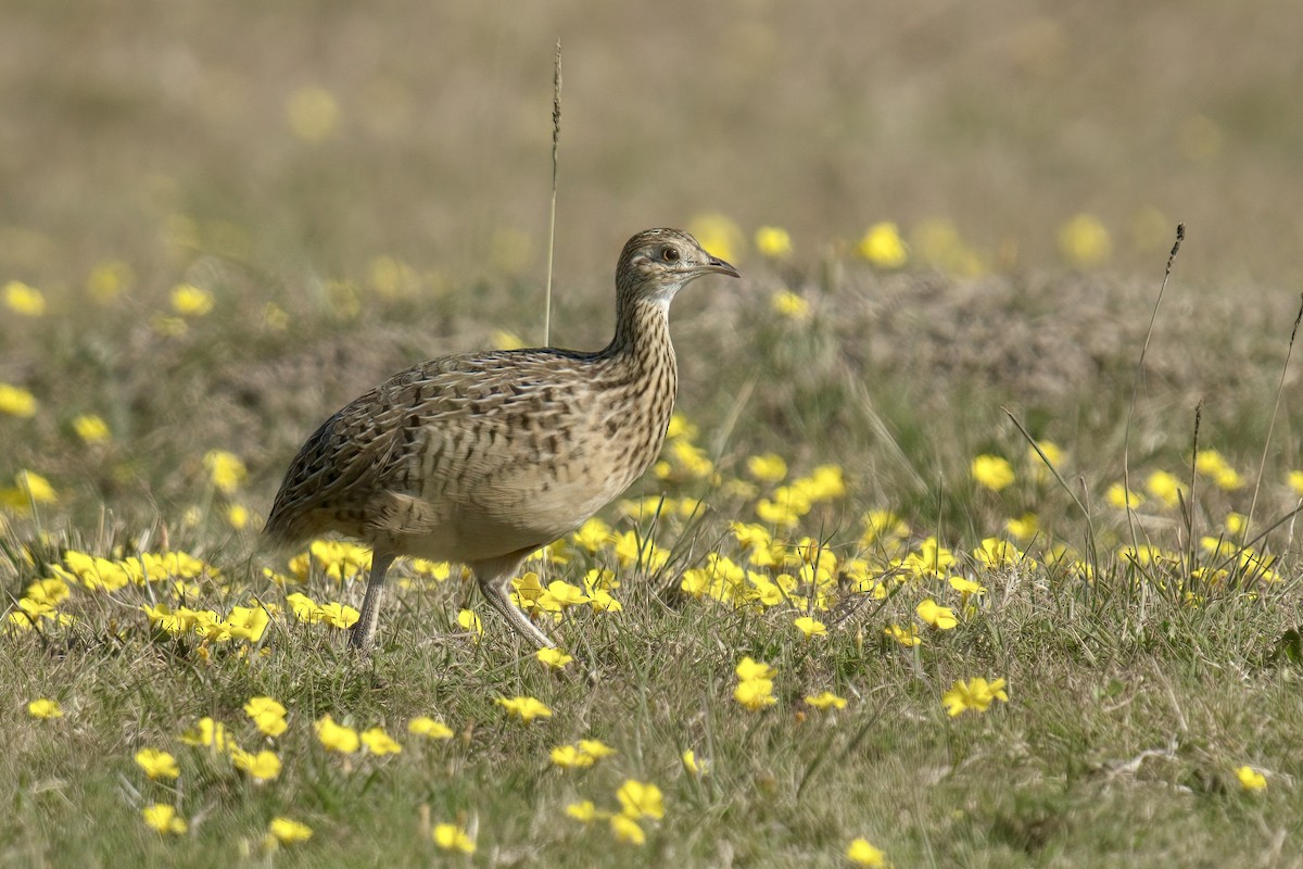 Spotted Nothura - ML642935841
