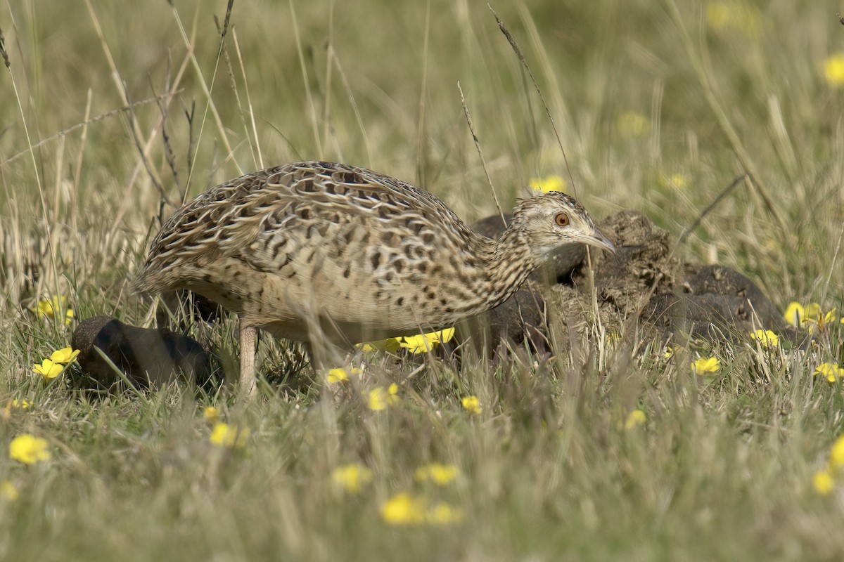Spotted Nothura - ML642935842