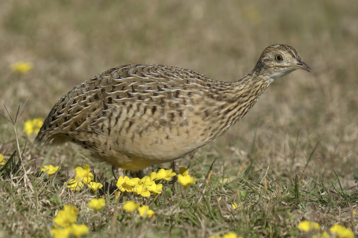 Spotted Nothura - ML642935843