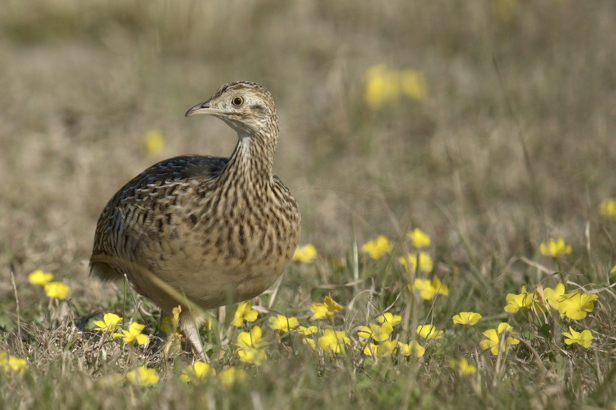Spotted Nothura - ML642935844