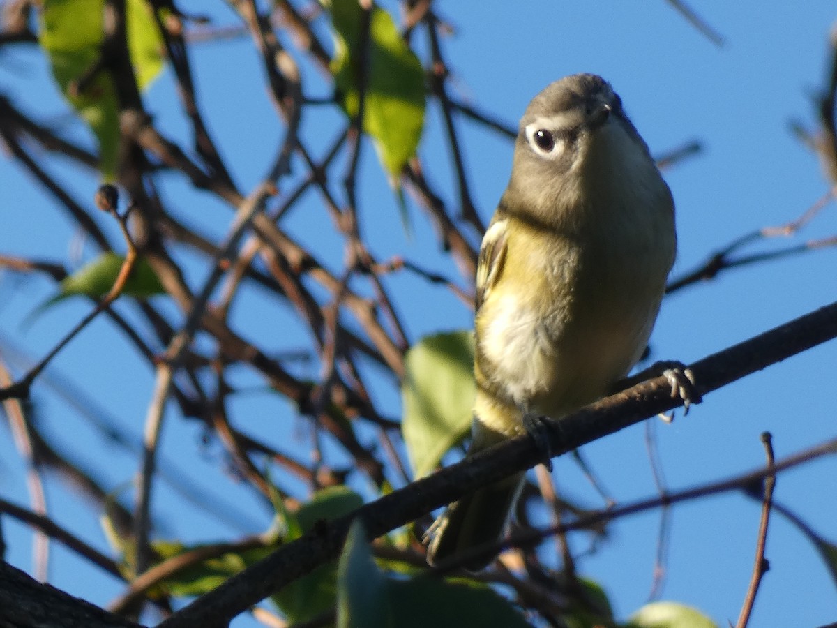 Blue-headed Vireo - ML642935848