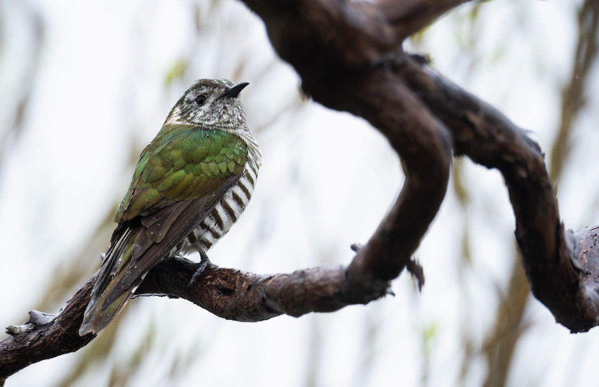 Shining Bronze-Cuckoo - ML642935850