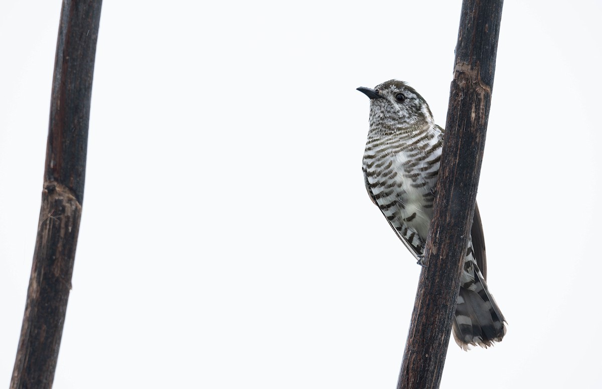 Shining Bronze-Cuckoo - ML642935856