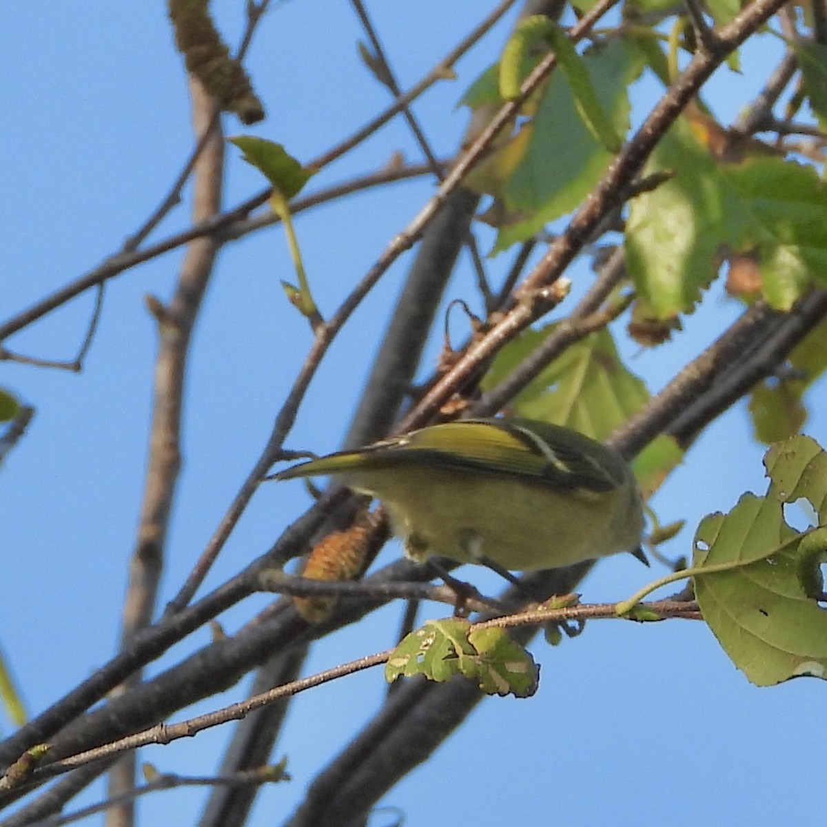 Ruby-crowned Kinglet - ML642935868