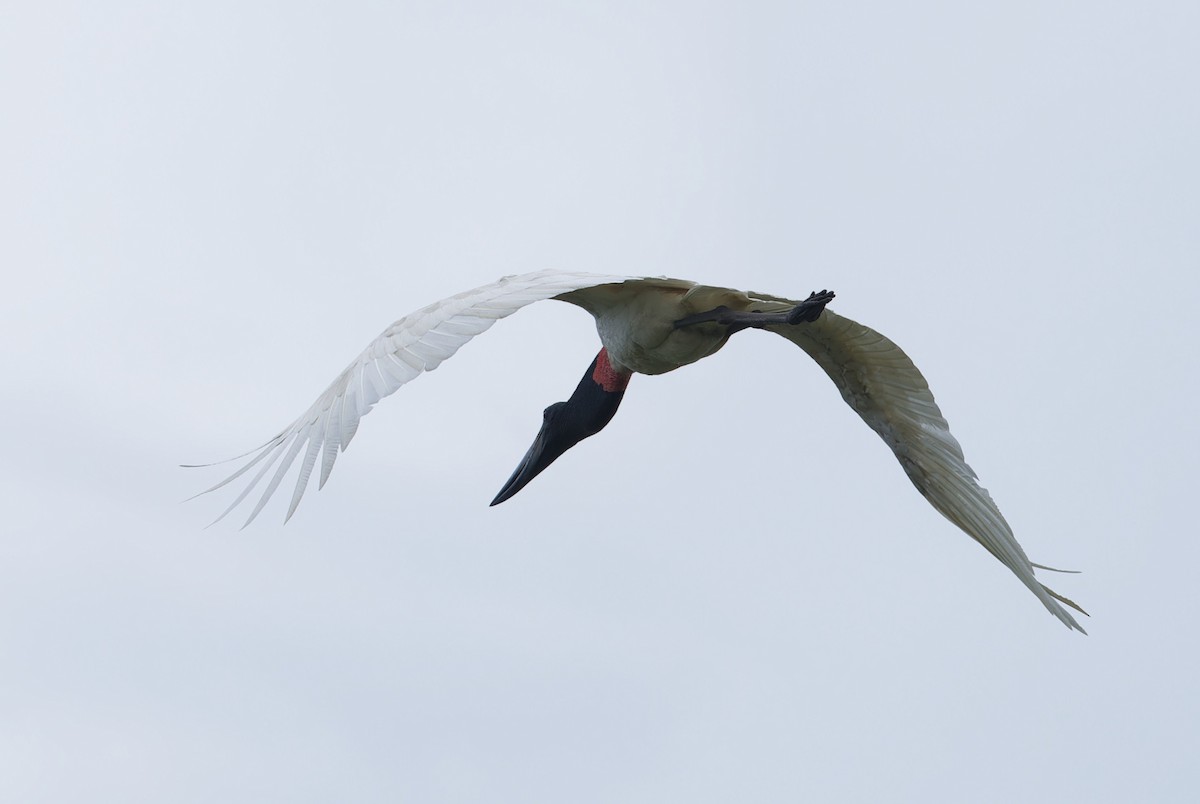 Jabiru - ML642935877