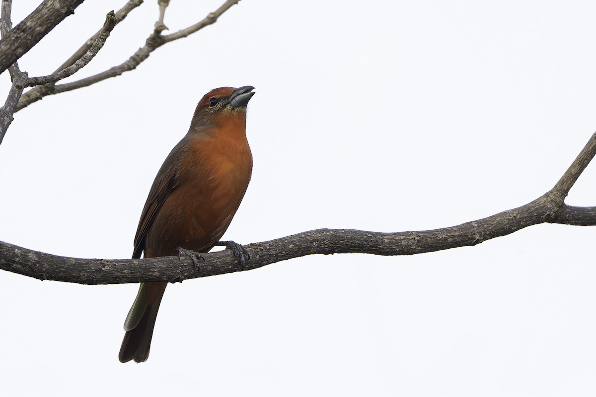 Piranga Bermeja - ML642935882