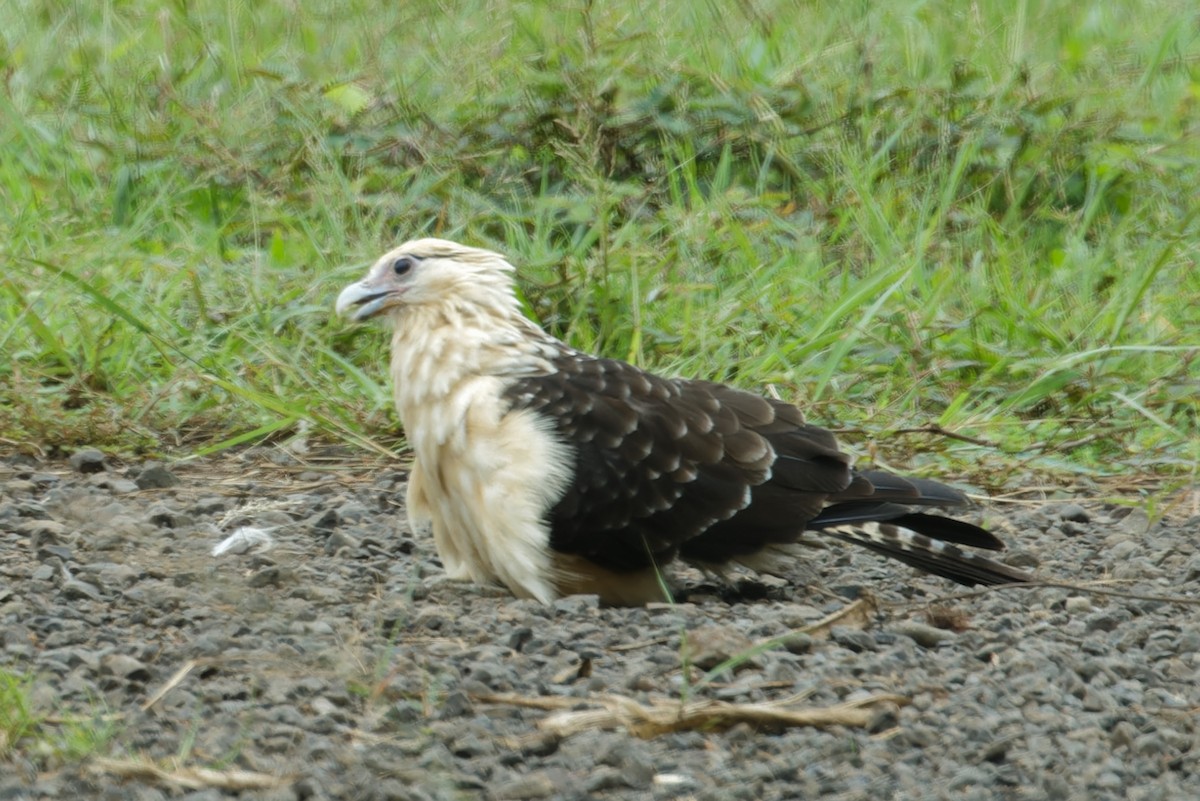 Yellow-headed Caracara - ML642935921
