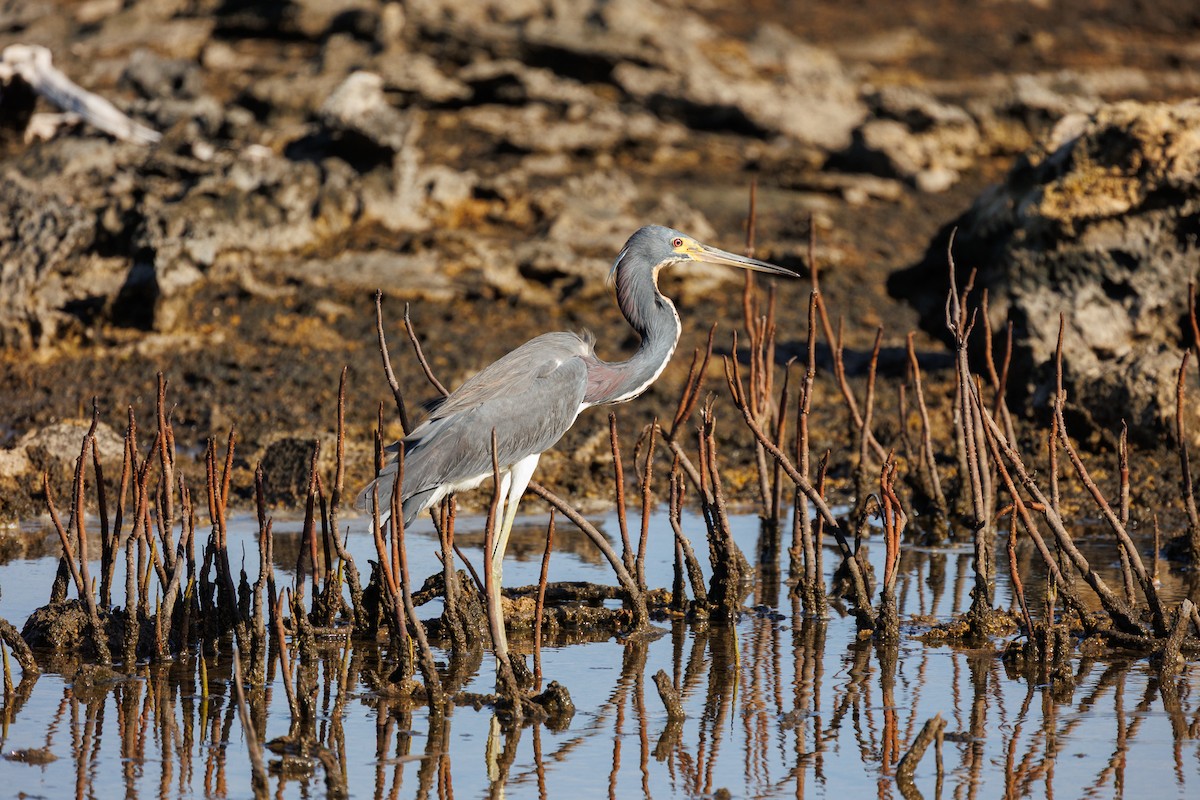 Tricolored Heron - ML642935923