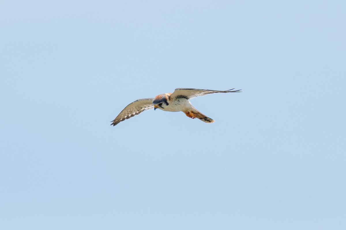 American Kestrel - ML642935927