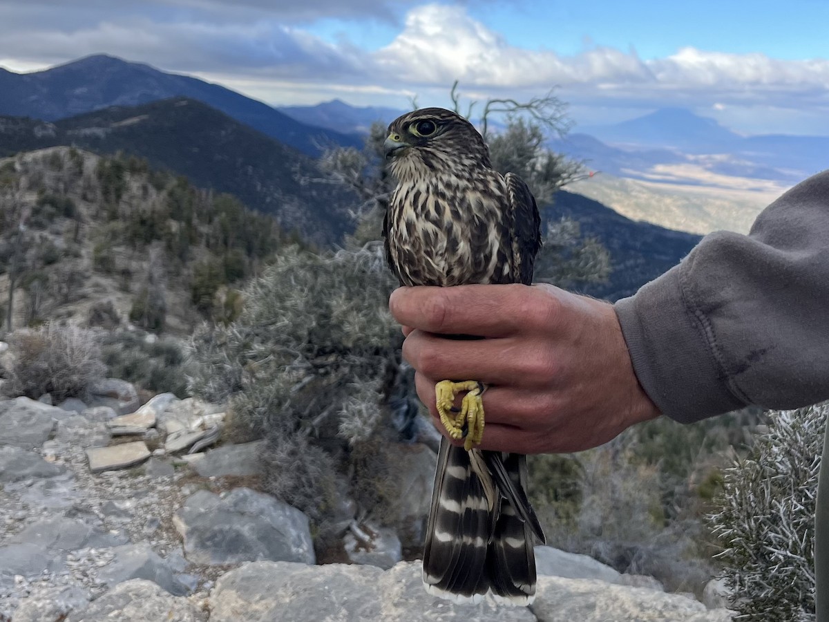 Merlin (Taiga) - ML642935928