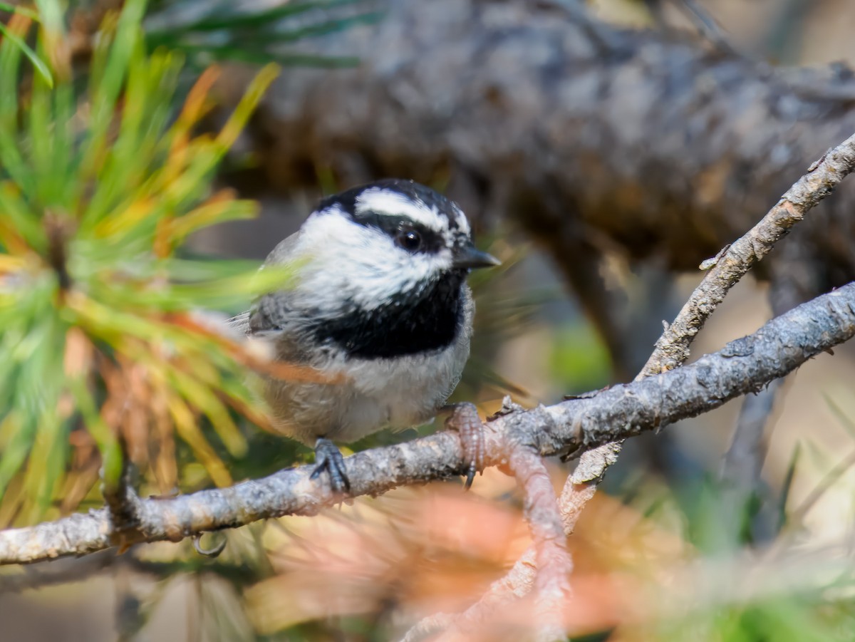 Mountain Chickadee - ML642935957