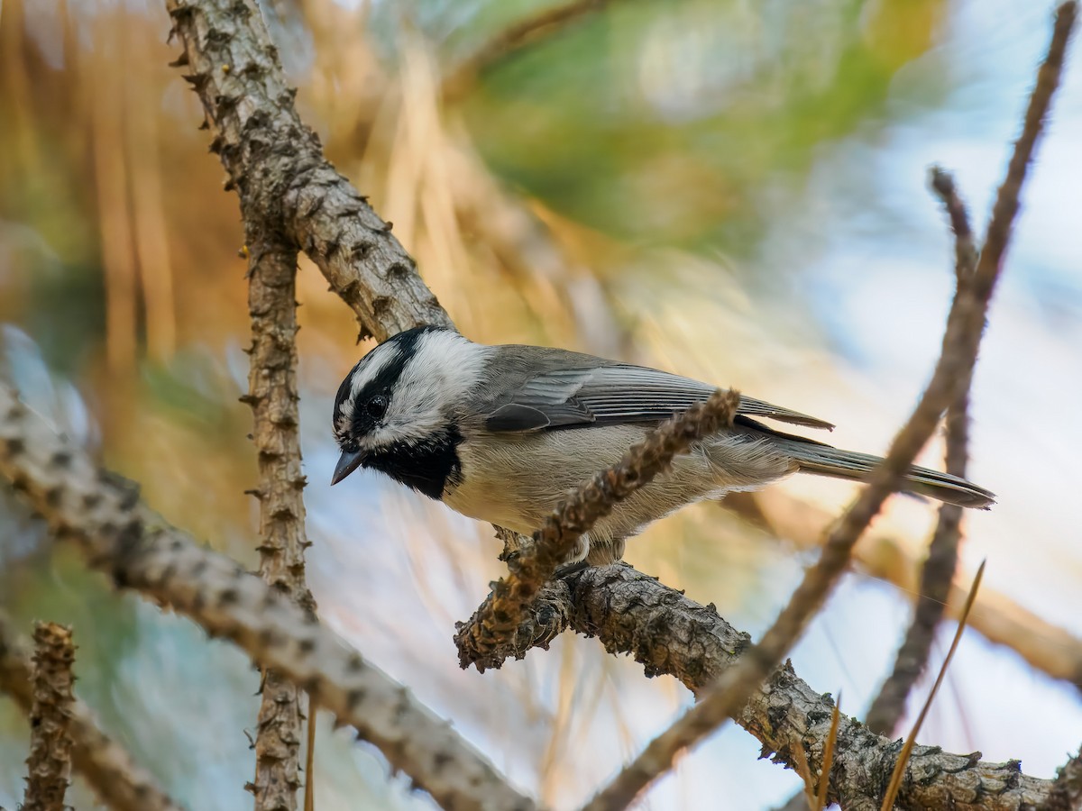 Mountain Chickadee - ML642935959