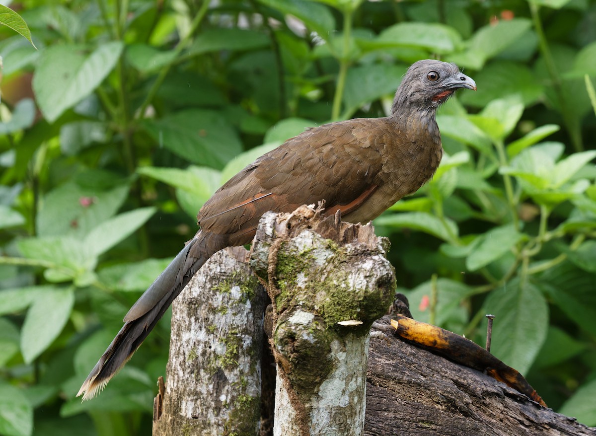 Gray-headed Chachalaca - ML642935964