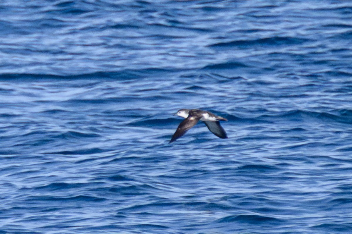 Barolo Shearwater - ML642936013