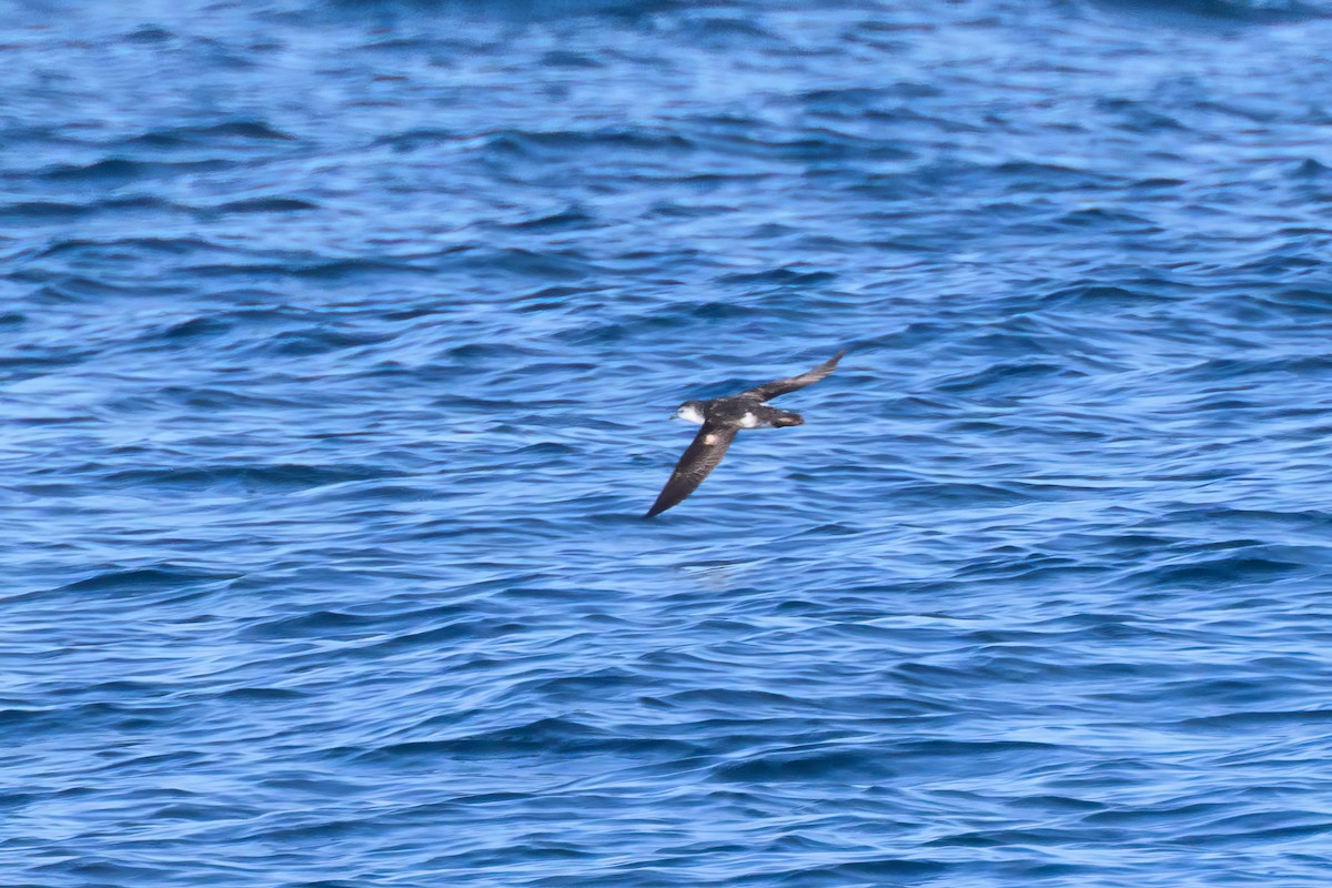 Barolo Shearwater - ML642936014