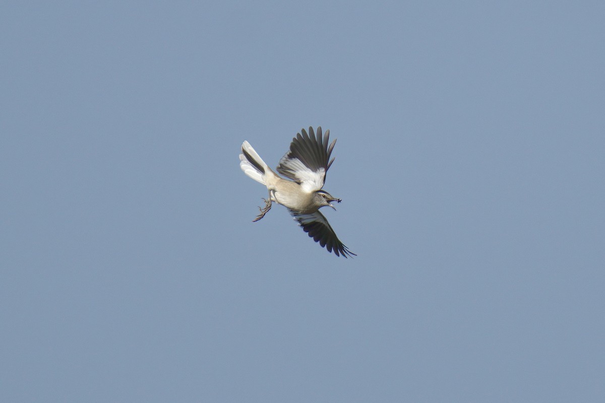 Moqueur à ailes blanches - ML642936020