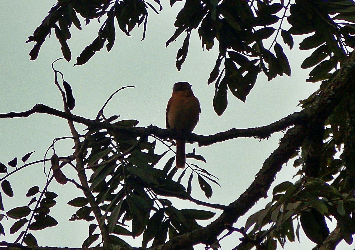 Chestnut-crowned Becard - ML642936032