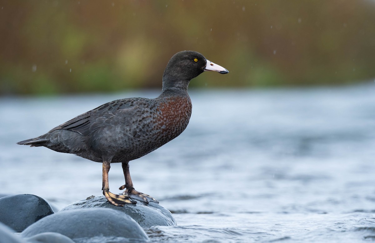 Blue Duck - ML642936038