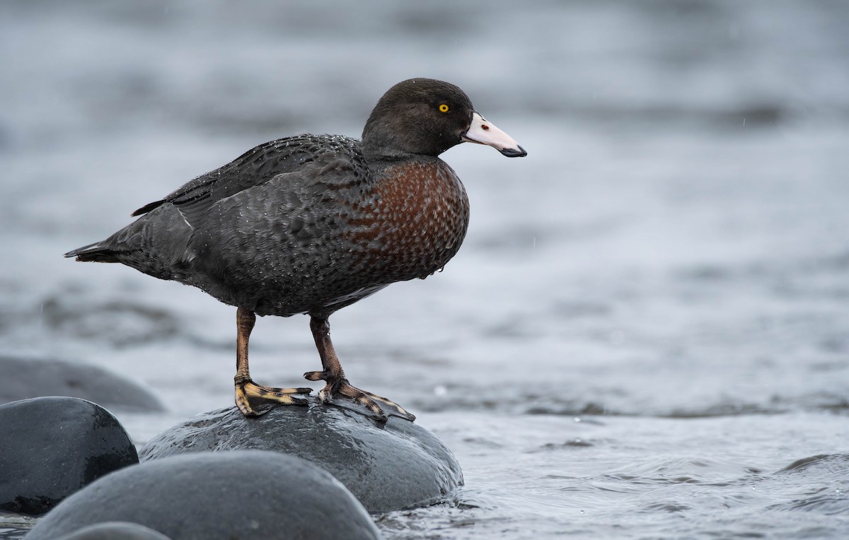 Blue Duck - ML642936042