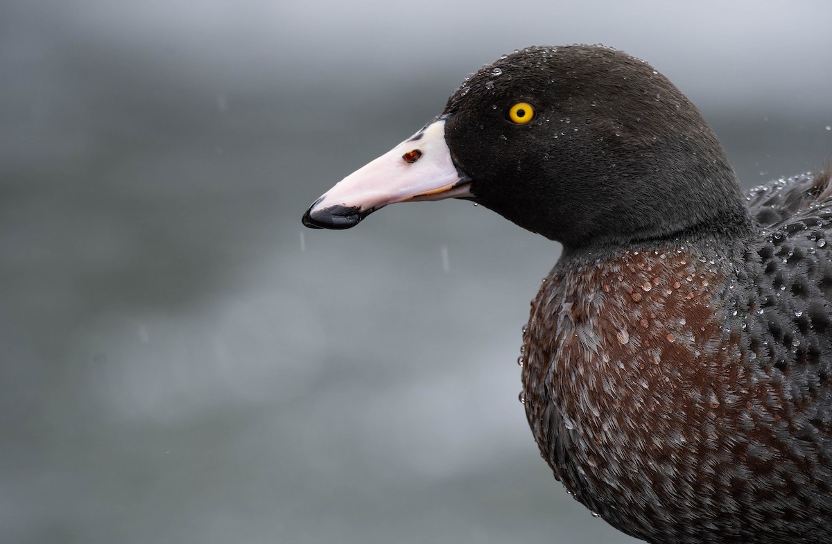 Blue Duck - ML642936044