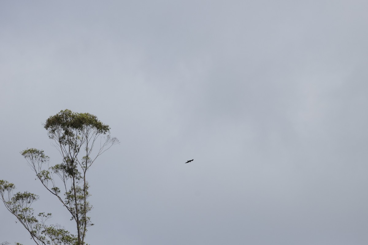 Plumbeous Kite - ML642936053