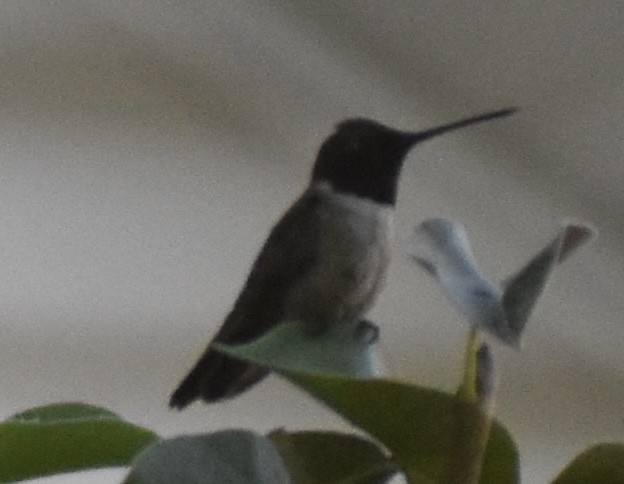Colibri à gorge noire - ML642936059